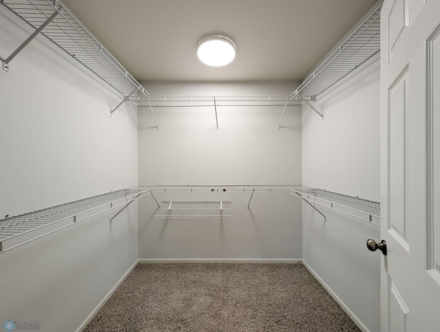 walk in closet featuring carpet floors