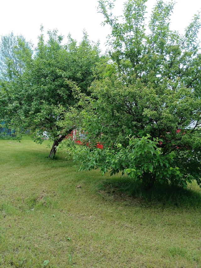 320 8th St SE, Staples, MN 56479 - view of green lawn