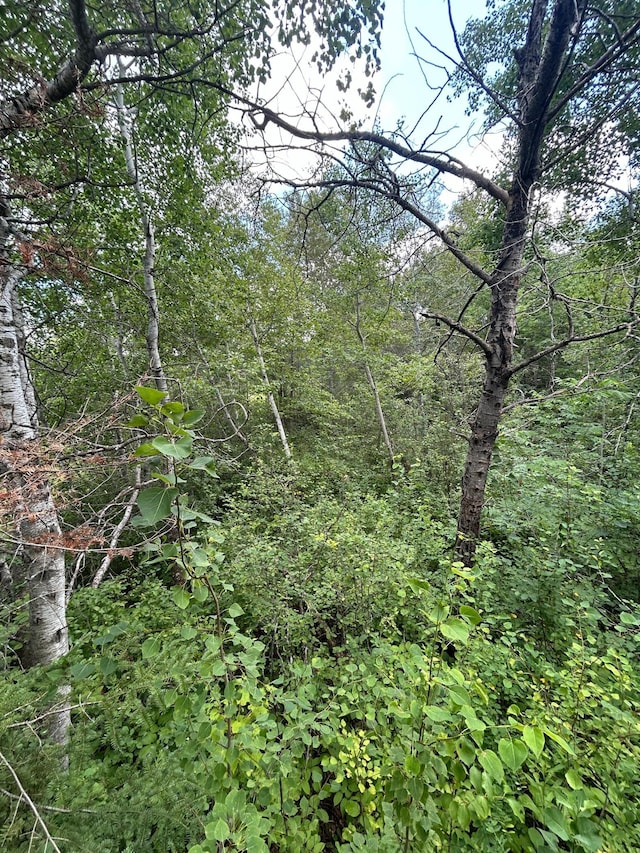43475 310th Ave NE, Gatzke, MN 56724 - view of nature featuring a view of trees
