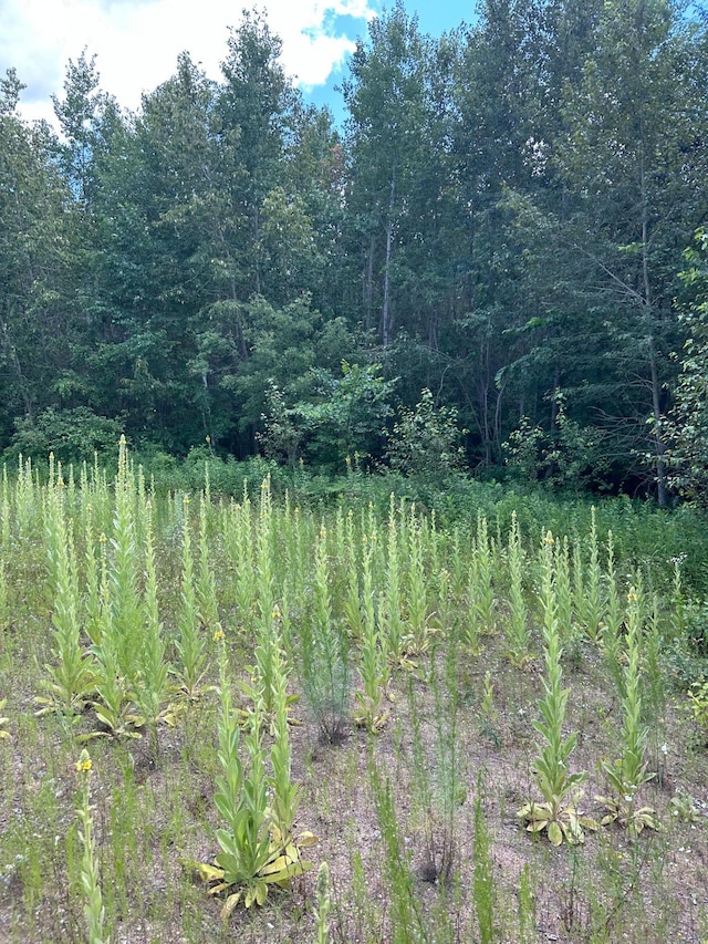 43475 310th Ave NE, Gatzke, MN 56724 - view of landscape