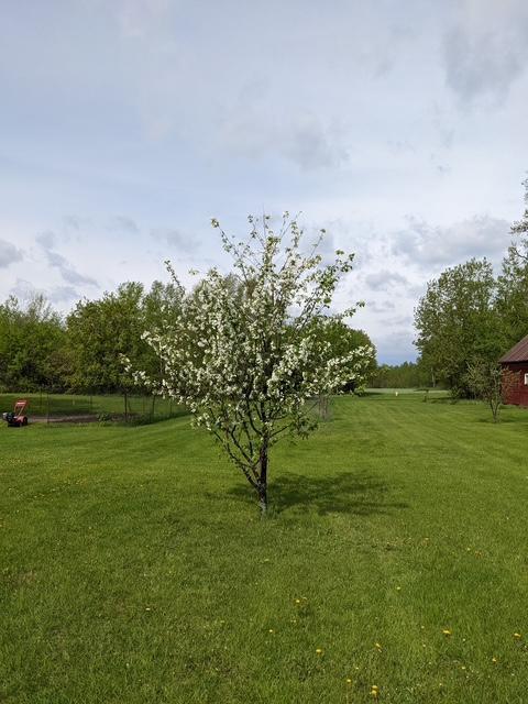 43475 310th Ave NE, Gatzke, MN 56724 - view of yard