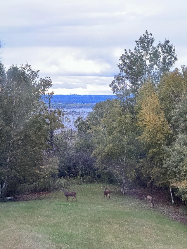 view of yard featuring a view of trees