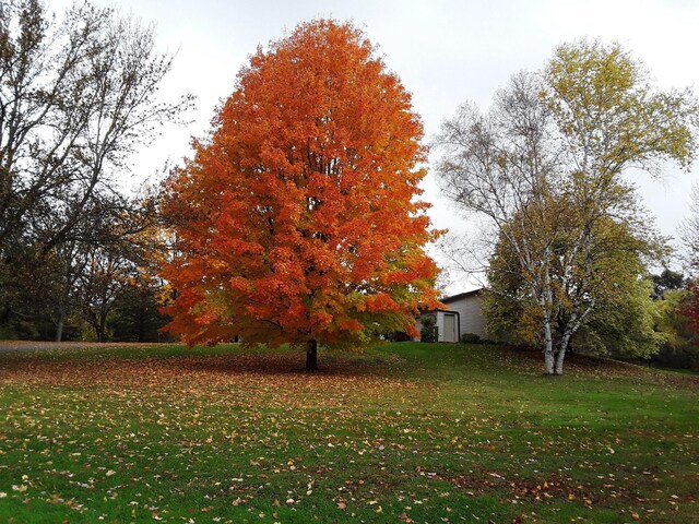 7331 175th Ave NW, Ramsey, MN 55303 - view of green lawn