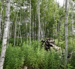 view of local wilderness with a view of trees