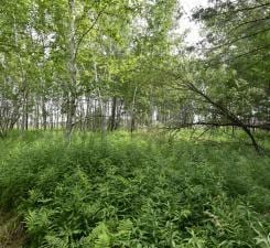 view of nature