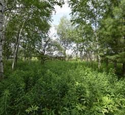 18625 Skunk Lake Rd, Dell Grove Twp, MN 55072 - view of undeveloped land