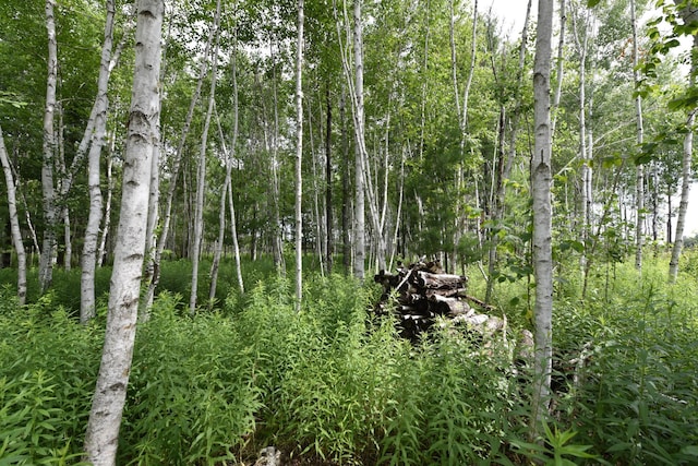 18625 Skunk Lake Rd, Dell Grove Twp, MN 55072 - view of wooded area