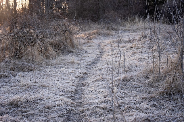 2300 County Road 92, Minnetrista, MN 55359 - view of local wilderness
