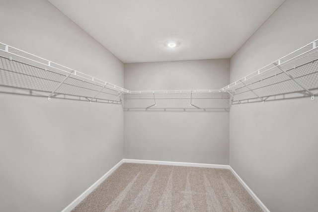 spacious closet featuring carpet floors