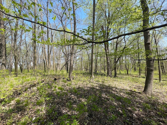 100 Stark Rd, Harris, MN 55032 - view of tree filled area