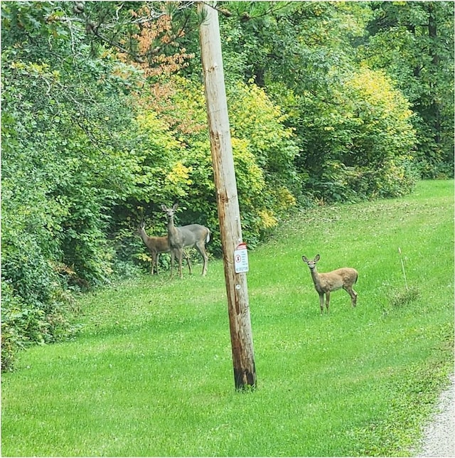 view of yard with a view of trees
