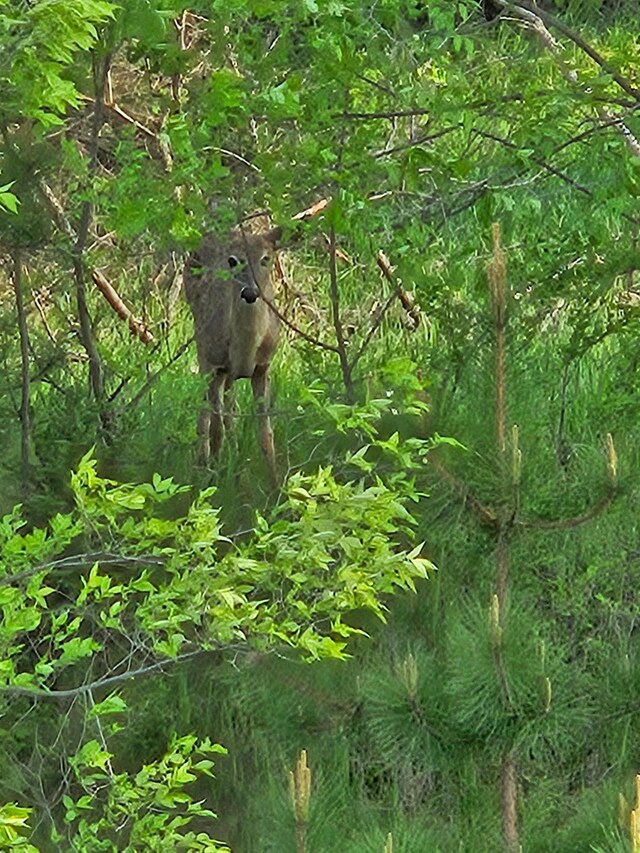 view of local wilderness