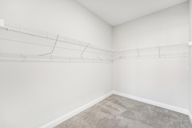 walk in closet featuring carpet floors