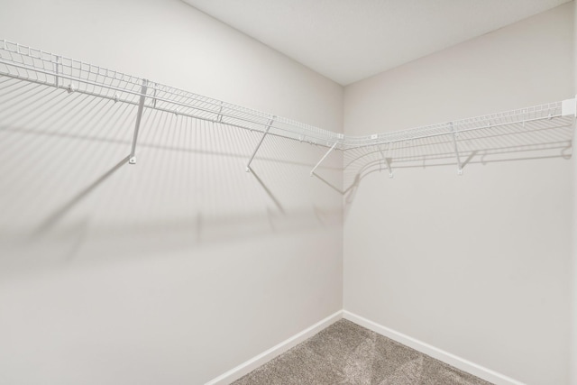spacious closet featuring carpet floors