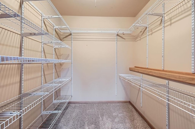 walk in closet with carpet floors