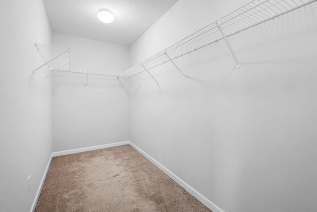 spacious closet with carpet