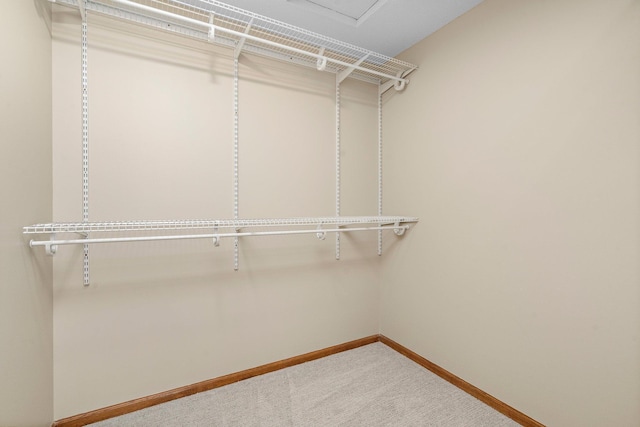 walk in closet with carpet flooring