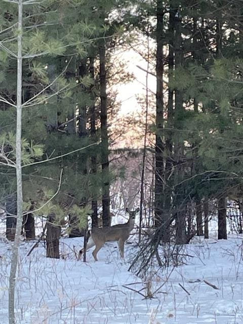 xx Basswood, Cushing Twp, MN 56443