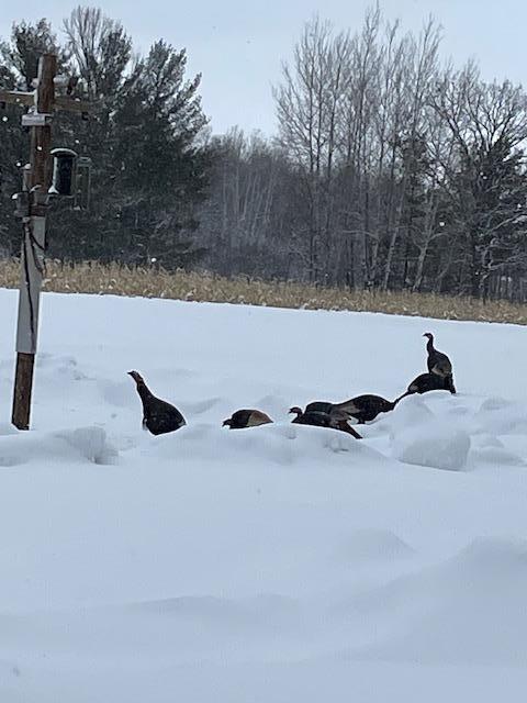 xx Basswood, Cushing Twp, MN 56443