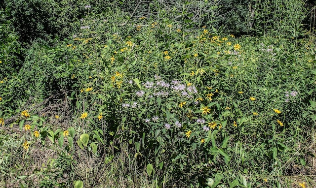 TBD 299th, Millville, MN 55041 - photo 18