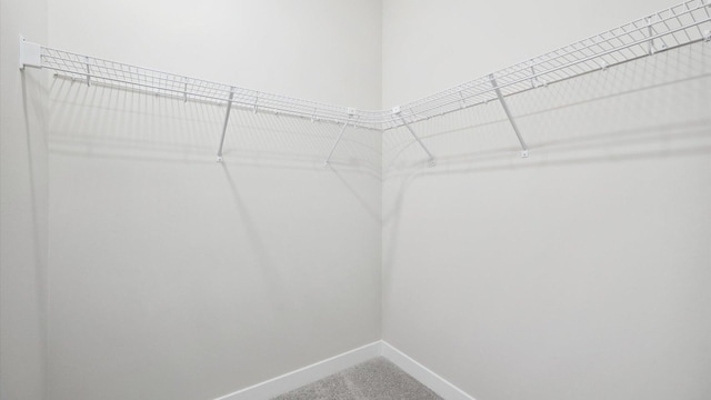 walk in closet featuring carpet floors