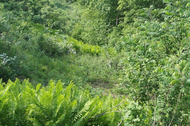 N4568 County Rd N, Frankfort Twp, WI 54721 - photo 6