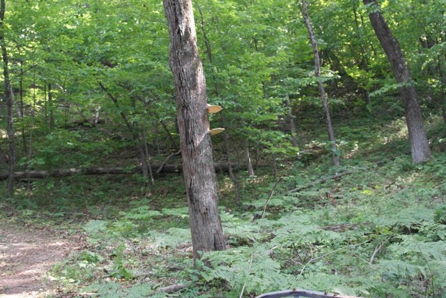 N4568 County Rd N, Frankfort Twp, WI 54721 - photo 35