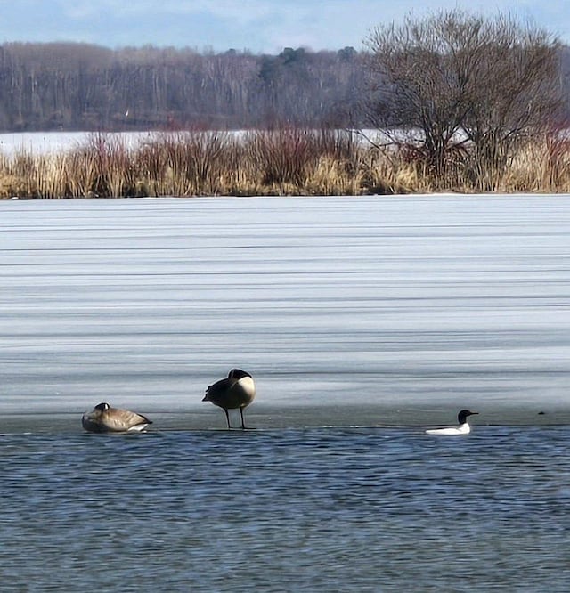 22004 Old Curry Rd SE, Cass Lake, MN 56633 - water view