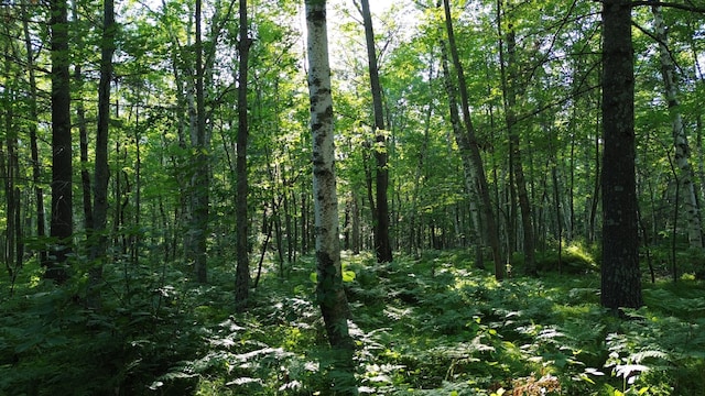 view of local wilderness with a wooded view