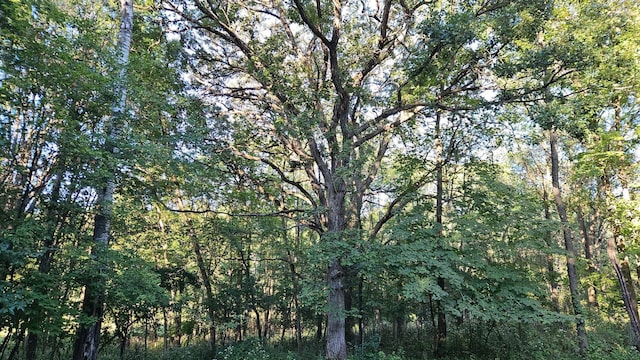 1125 Riverwood Dr SW, Oronoco, MN 55960 - view of tree filled area