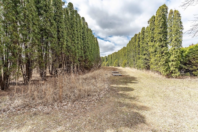 918 Division St, Elbow Lake, MN 56531 - view of road featuring a forest view