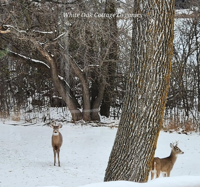 918 Division St, Elbow Lake, MN 56531 - view of yard layered in snow
