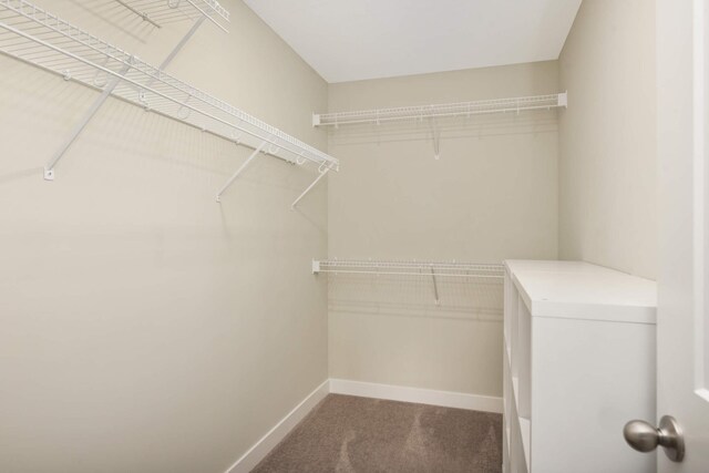 walk in closet featuring carpet flooring