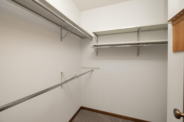 spacious closet featuring carpet floors