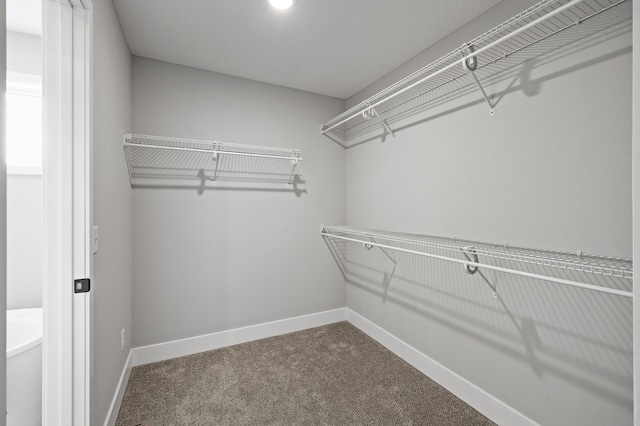 walk in closet with carpet flooring