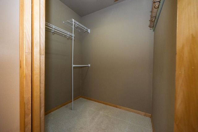walk in closet featuring carpet flooring