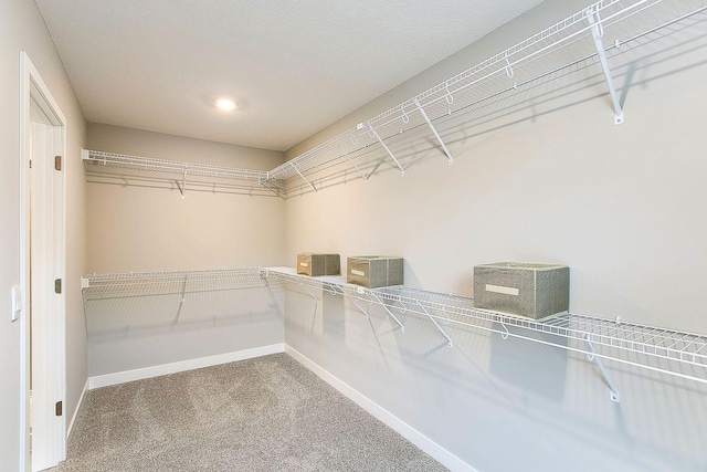 walk in closet with carpet floors