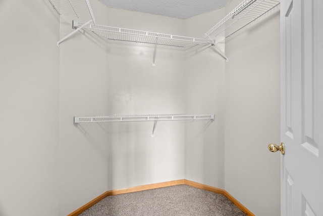 walk in closet featuring carpet floors