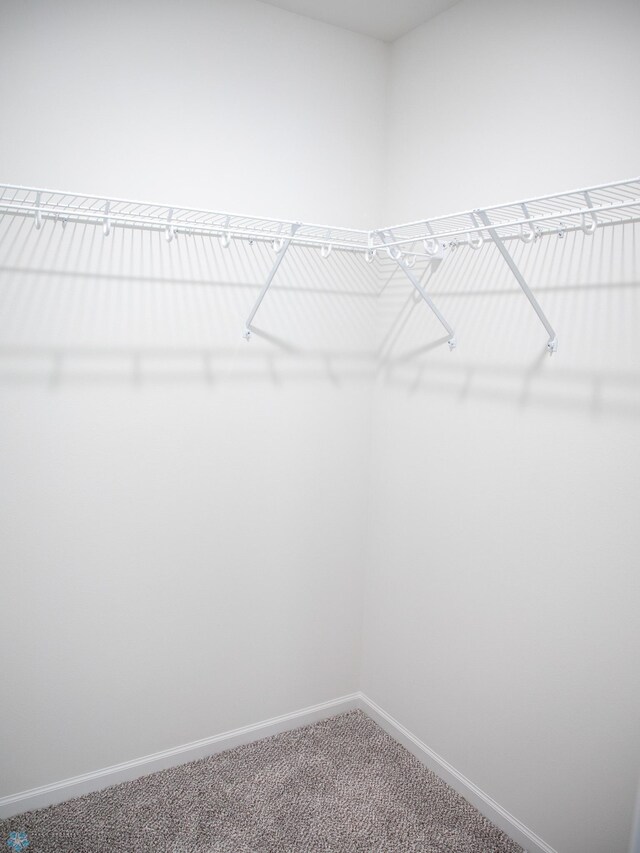 walk in closet featuring carpet floors
