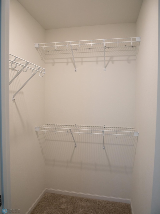 spacious closet with carpet flooring