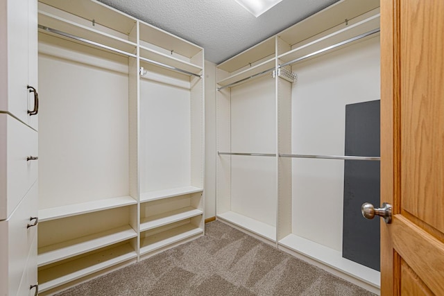 spacious closet featuring carpet