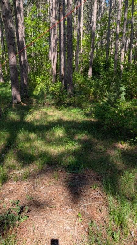 3823 County Road 17, Pequot Lakes, MN 56472 - photo 3