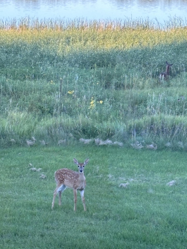 view of grassy yard