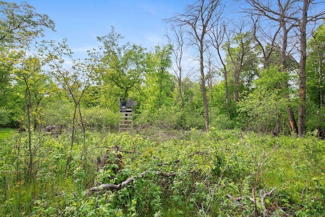 25431 Larch St NW, Isanti, MN 55040 - view of woods