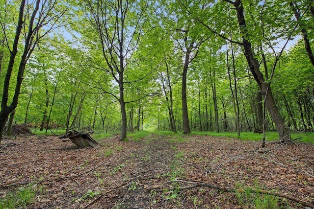 25431 Larch St NW, Isanti, MN 55040 - view of tree filled area