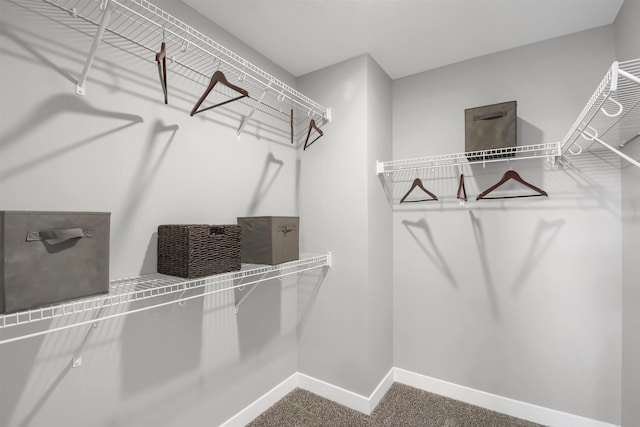 walk in closet featuring carpet floors