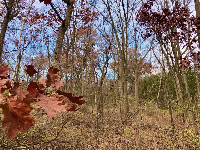XX2 County Road 37, Saint Charles Twp, MN 55972