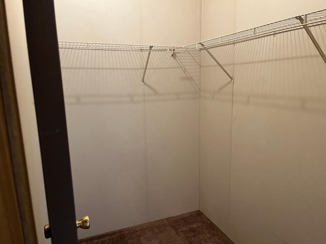 spacious closet featuring carpet floors
