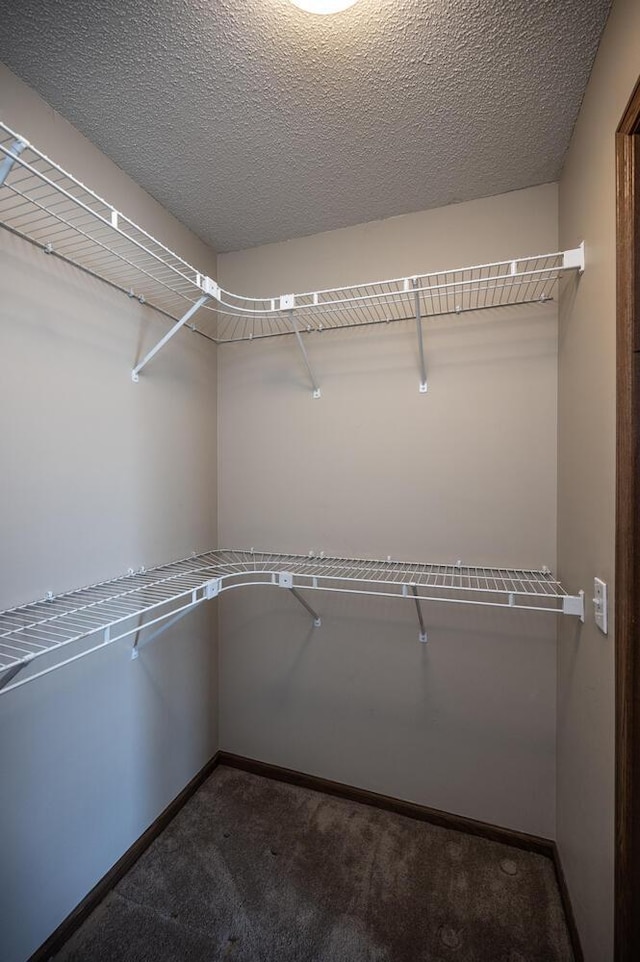 spacious closet featuring carpet floors