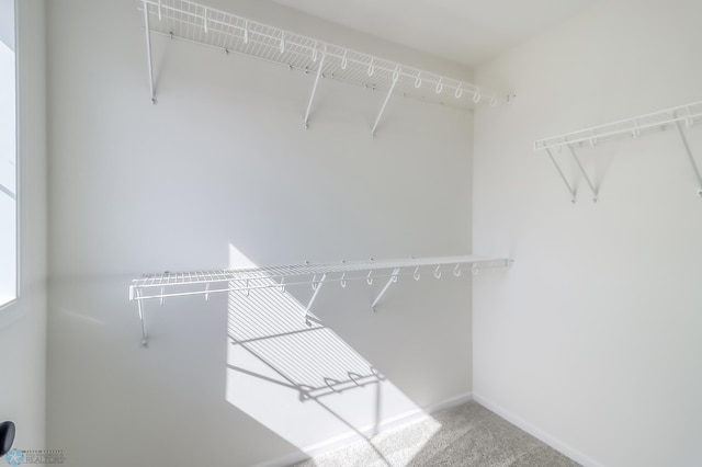 walk in closet with carpet floors